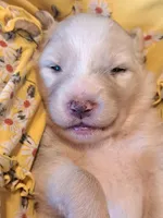 UKC ASCA Bluebell GA, a female Australian Shepherd for sale in Cordele, GA – Photo 1 of 9