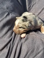 UKC ASCA Prince Charming GA, a male Australian Shepherd for sale in Cordele, GA – Photo 6 of 9