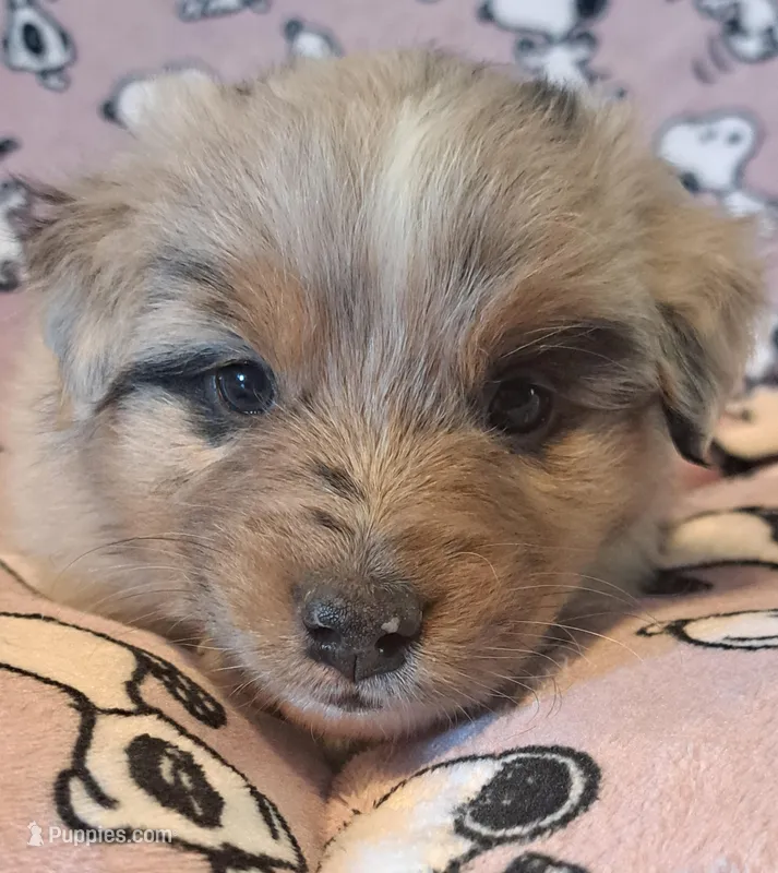 UKC ASCA Prince Charming GA – Australian Shepherd puppy for sale in Cordele, GA