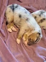 UKC ASCA Prince Charming GA, a male Australian Shepherd for sale in Cordele, GA – Photo 2 of 9