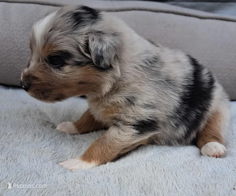 UKC ASCA Prince Charming GA – Australian Shepherd puppy for sale in Cordele, GA