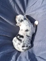 UKC ASCA Prince Charming GA, a male Australian Shepherd for sale in Cordele, GA – Photo 5 of 9