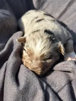 UKC ASCA Prince Charming GA, a male Australian Shepherd for sale in Cordele, GA – Photo 4 of 9