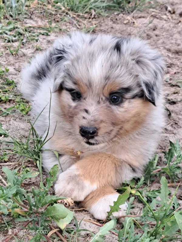 UKC ASCA Prince Charming GA – Australian Shepherd puppy for sale in Cordele, GA