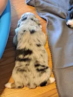 UKC ASCA Prince Charming GA, a male Australian Shepherd for sale in Cordele, GA – Photo 3 of 9