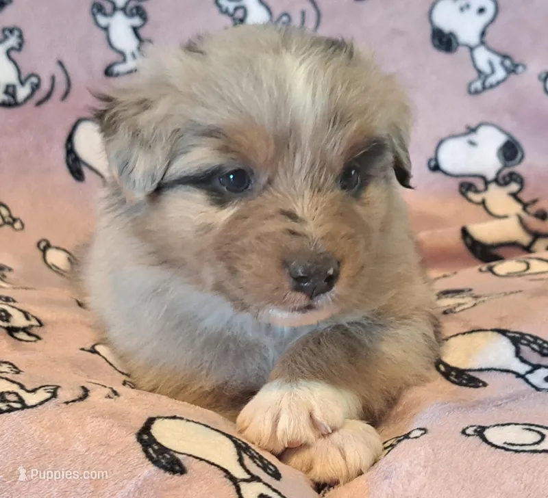 UKC ASCA Prince Charming GA – Australian Shepherd puppy for sale in Cordele, GA
