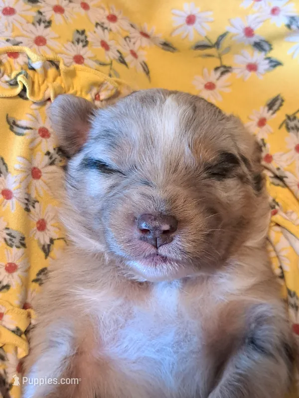 UKC ASCA Prince Charming GA – Australian Shepherd puppy for sale in Cordele, GA