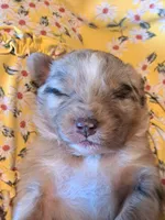 UKC ASCA Prince Charming GA, a male Australian Shepherd for sale in Cordele, GA – Photo 1 of 9