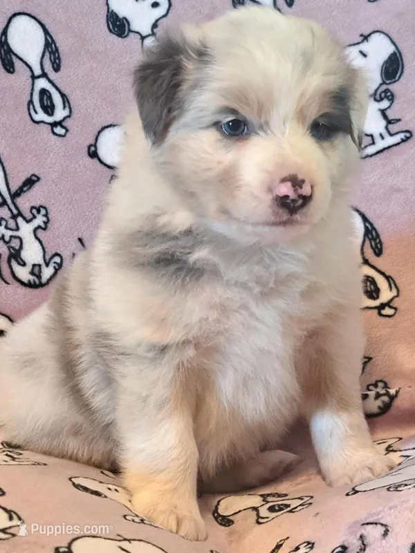 UKC ASCA Pascal GA – Australian Shepherd puppy for sale in Cordele, GA