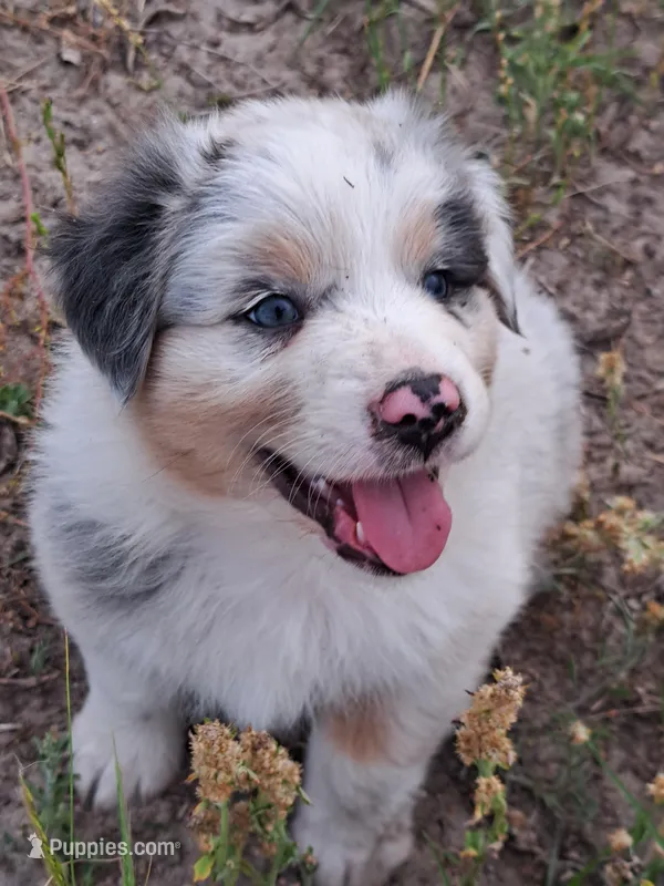 UKC ASCA Pascal GA – Australian Shepherd puppy for sale in Cordele, GA