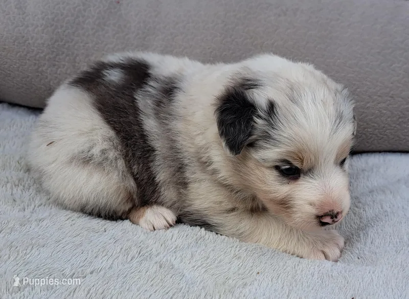 UKC ASCA Pascal GA – Australian Shepherd puppy for sale in Cordele, GA