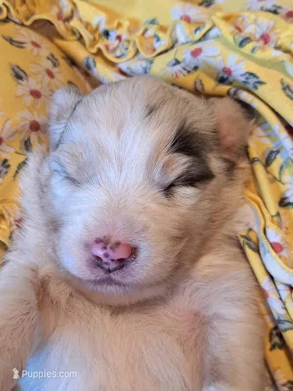 UKC ASCA Pascal GA – Australian Shepherd puppy for sale in Cordele, GA