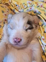 UKC ASCA Pascal GA, a male Australian Shepherd for sale in Cordele, GA – Photo 1 of 9