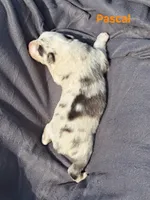 UKC ASCA Pascal GA, a male Australian Shepherd for sale in Cordele, GA – Photo 3 of 9