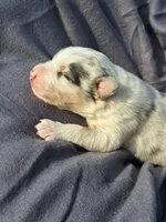 UKC ASCA Pascal GA, a male Australian Shepherd for sale in Cordele, GA – Photo 2 of 9