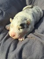 UKC ASCA Pascal GA, a male Australian Shepherd for sale in Cordele, GA – Photo 4 of 9