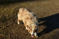 UKC ASCA Pascal GA, a male Australian Shepherd for sale in Cordele, GA – Photo 7 of 9