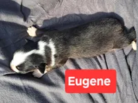 UKC ASCA Eugene GA, a male Australian Shepherd for sale in Cordele, GA – Photo 4 of 7