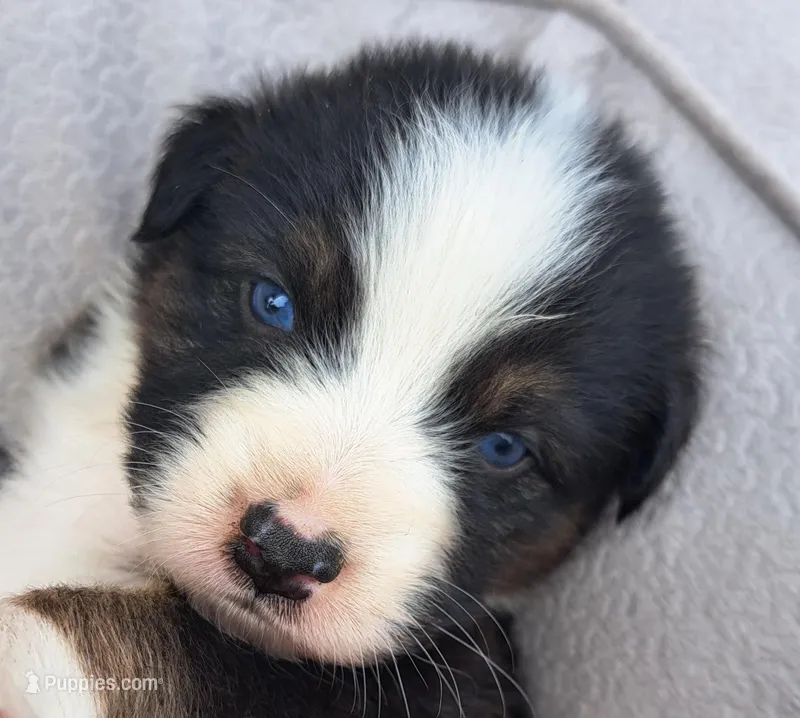 UKC ASCA Eugene GA – Australian Shepherd puppy for sale in Cordele, GA
