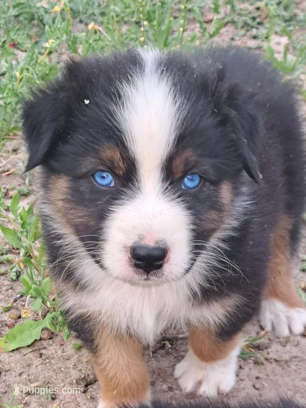 UKC ASCA Eugene GA – Australian Shepherd puppy for sale in Cordele, GA