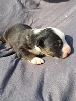 UKC ASCA Eugene GA, a male Australian Shepherd for sale in Cordele, GA – Photo 5 of 7