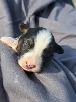 UKC ASCA Eugene GA, a male Australian Shepherd for sale in Cordele, GA – Photo 3 of 7