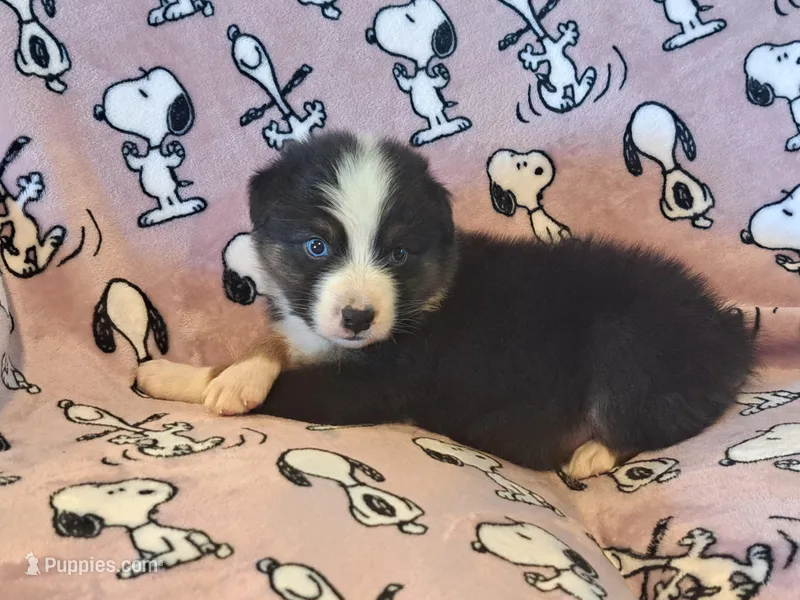UKC ASCA Eugene GA – Australian Shepherd puppy for sale in Cordele, GA
