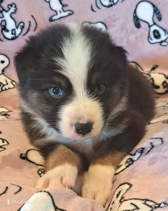 UKC ASCA Eugene GA – Australian Shepherd puppy for sale in Cordele, GA