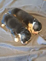 UKC ASCA Eugene GA, a male Australian Shepherd for sale in Cordele, GA – Photo 2 of 7