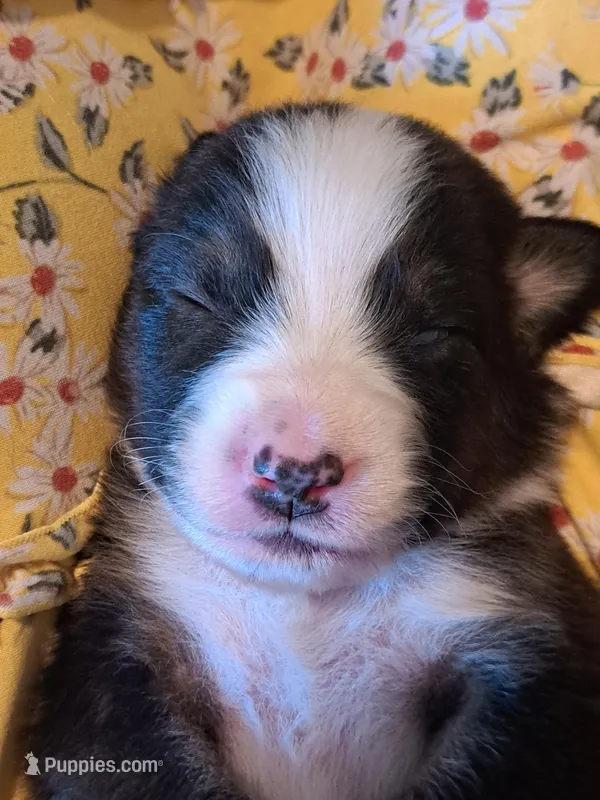 UKC ASCA Eugene GA – Australian Shepherd puppy for sale in Cordele, GA