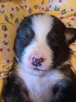 UKC ASCA Eugene GA, a male Australian Shepherd for sale in Cordele, GA – Photo 1 of 7