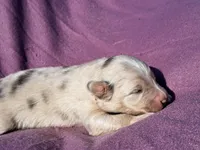 UKC ASCA Ivy GA, a female Australian Shepherd for sale in Cordele, GA – Photo 3 of 9