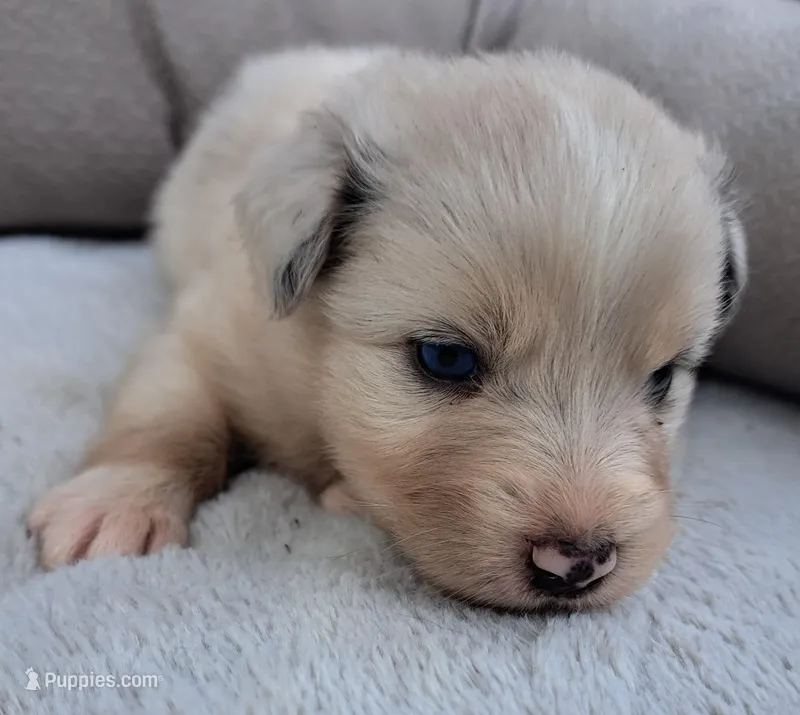 UKC ASCA Ivy GA – Australian Shepherd puppy for sale in Cordele, GA