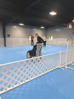 UKC ASCA Ivy GA, a female Australian Shepherd for sale in Cordele, GA – Photo 8 of 9