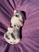 UKC ASCA Ivy GA, a female Australian Shepherd for sale in Cordele, GA – Photo 5 of 9