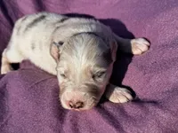 UKC ASCA Ivy GA, a female Australian Shepherd for sale in Cordele, GA – Photo 2 of 9