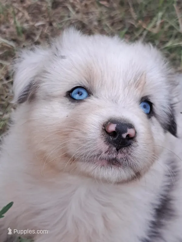 UKC ASCA Ivy GA – Australian Shepherd puppy for sale in Cordele, GA