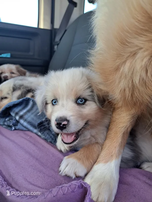 UKC ASCA Ivy GA – Australian Shepherd puppy for sale in Cordele, GA
