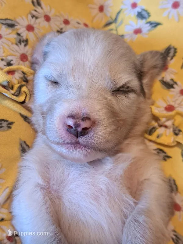 UKC ASCA Ivy GA – Australian Shepherd puppy for sale in Cordele, GA