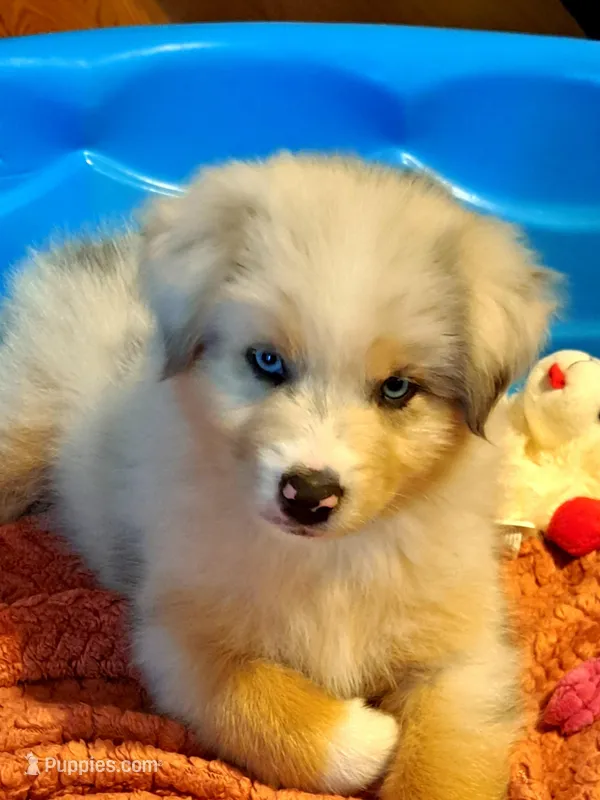 UKC ASCA Ivy GA – Australian Shepherd puppy for sale in Cordele, GA