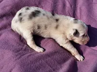 UKC ASCA Ivy GA, a female Australian Shepherd for sale in Cordele, GA – Photo 4 of 9