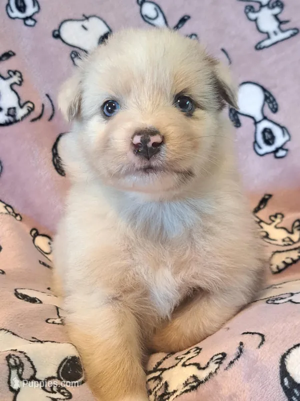 UKC ASCA Ivy GA – Australian Shepherd puppy for sale in Cordele, GA