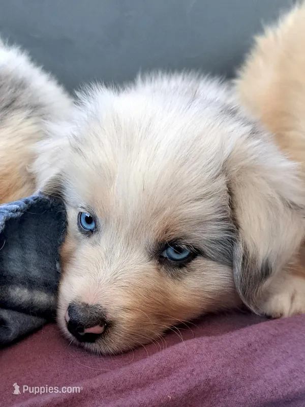 UKC ASCA Ivy GA – Australian Shepherd puppy for sale in Cordele, GA