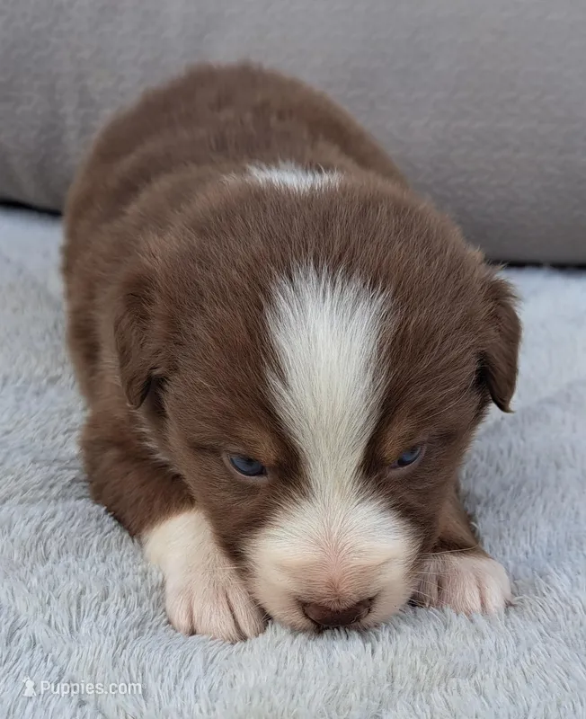 UKC ASCA Ariel GA – Australian Shepherd puppy for sale in Cordele, GA