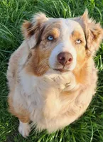UKC ASCA Ariel GA, a female Australian Shepherd for sale in Cordele, GA – Photo 8 of 9