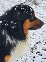 UKC ASCA Ariel GA, a female Australian Shepherd for sale in Cordele, GA – Photo 7 of 9