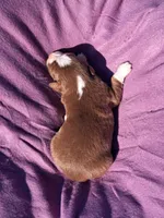 UKC ASCA Ariel GA, a female Australian Shepherd for sale in Cordele, GA – Photo 4 of 9