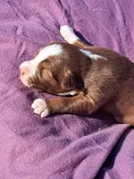 UKC ASCA Ariel GA, a female Australian Shepherd for sale in Cordele, GA – Photo 3 of 9