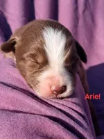 UKC ASCA Ariel GA, a female Australian Shepherd for sale in Cordele, GA – Photo 2 of 9