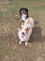 UKC ASCA Ariel GA, a female Australian Shepherd for sale in Cordele, GA – Photo 5 of 9